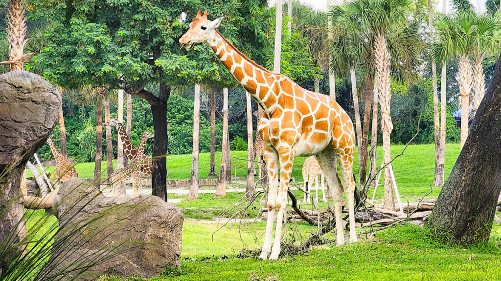 Busch Gardens, Tampa, Florida - Geovea