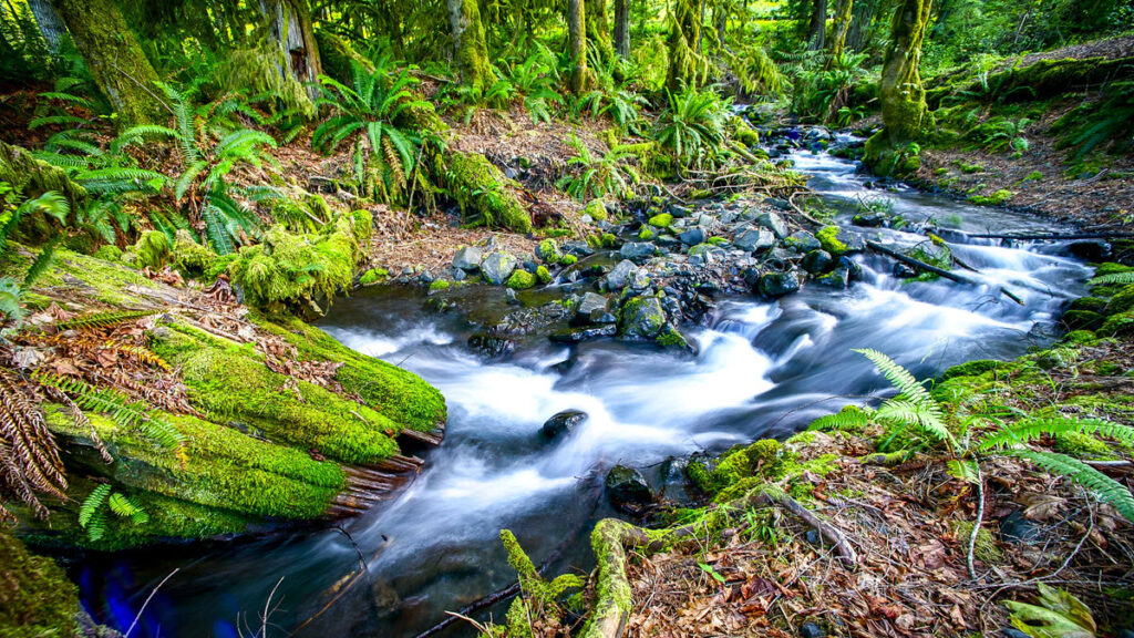 Rainforest Creek, Olympic National Park, Washington - GEOVEA