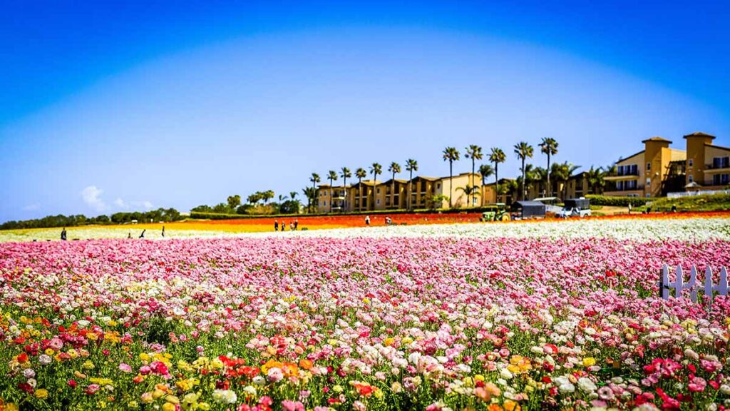 The Flower Fields of Carlsbad in Southern California
