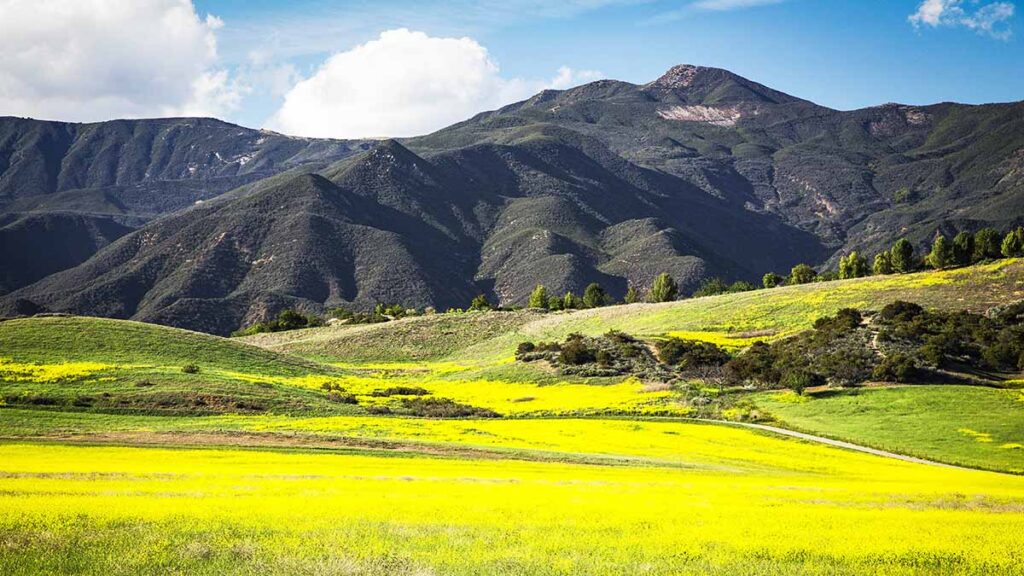 Yellow Mustard Fields at Upper Ojai in Southern California