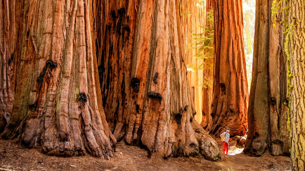 Sequoia Kings National Park - California - Geovea