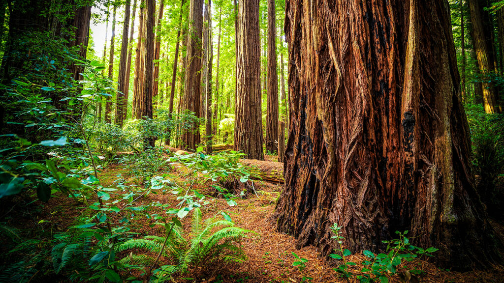 Redwoods National State Parks - California - Geovea